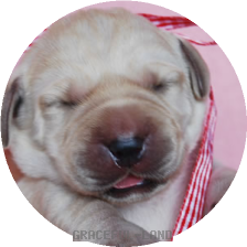 レッドCK(LARIMER男の子)